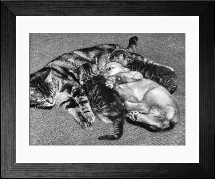 Framed Print : Susi - (insert) Framed Print : Susi - (insert)