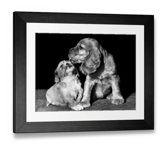 Framed Print : Susi - (insert) Framed Print : Susi - (insert)