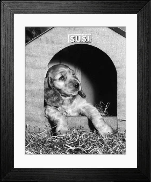 Framed Print : Susi - (insert) Framed Print : Susi - (insert)