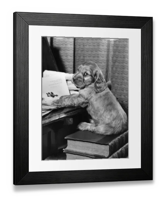 Framed Print : Susi - (insert) Framed Print : Susi - (insert)