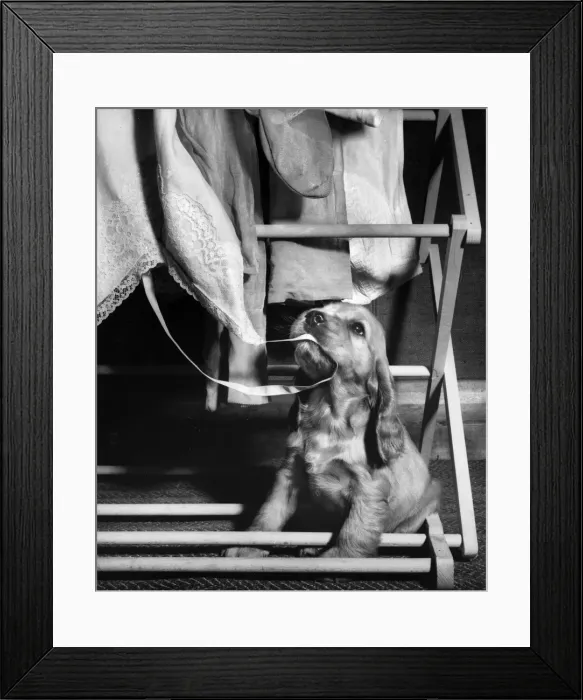 Framed Print : Susi - (insert) Framed Print : Susi - (insert)