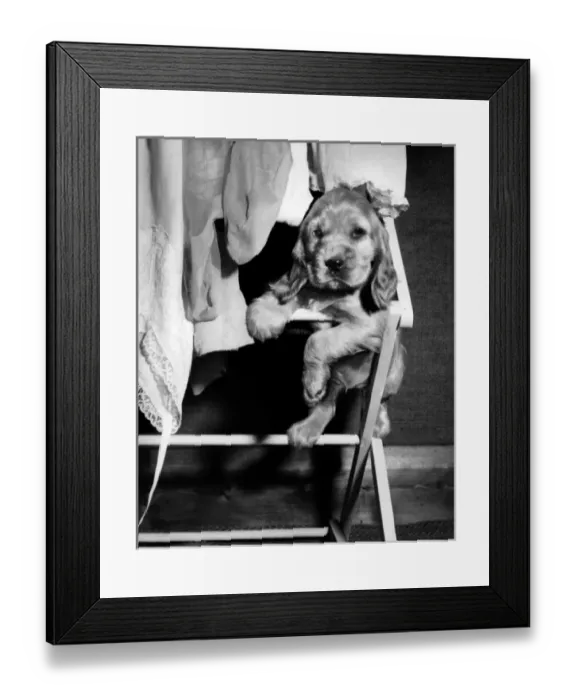 Framed Print : Susi - (insert) Framed Print : Susi - (insert)