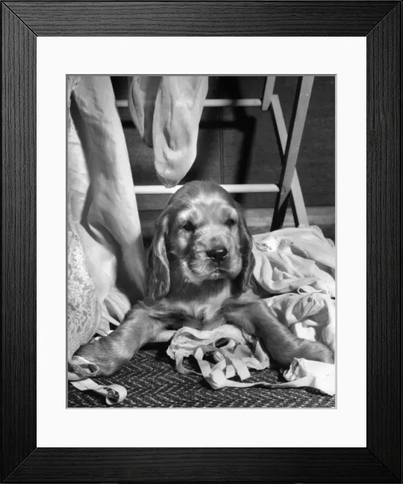 Framed Print : Susi - (insert) Framed Print : Susi - (insert)