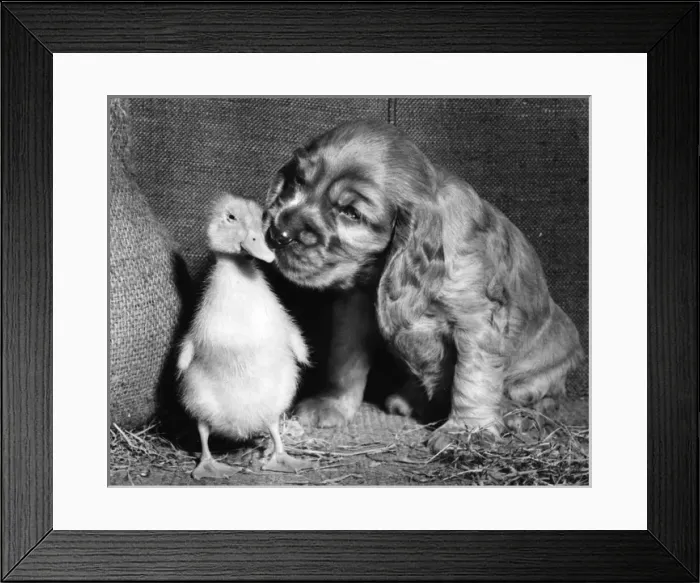 Framed Print : Susi - (insert) Framed Print : Susi - (insert)