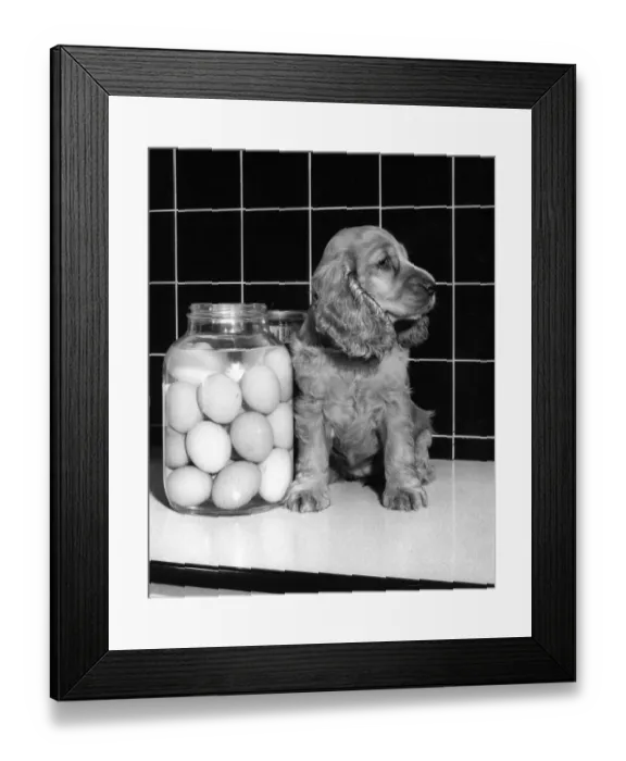 Framed Print : Susi - (insert) Framed Print : Susi - (insert)