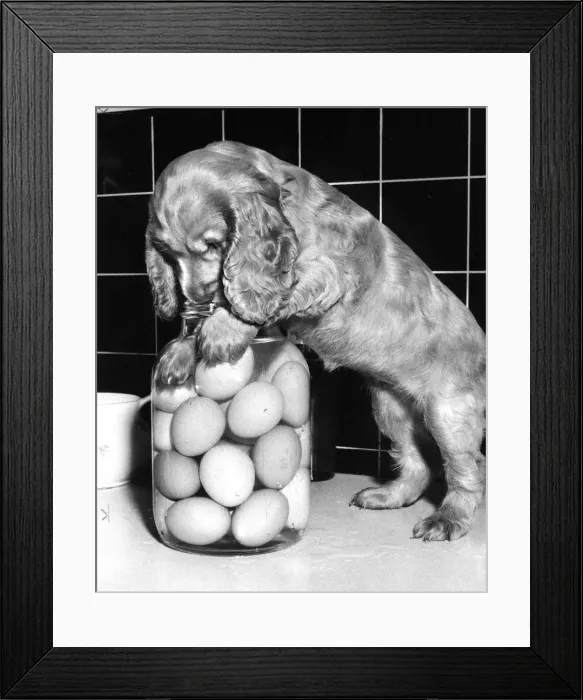 Framed Print : Susi - (insert) Framed Print : Susi - (insert)