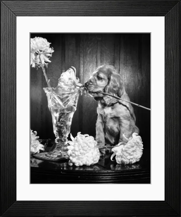 Framed Print : Susi - (insert) Framed Print : Susi - (insert)
