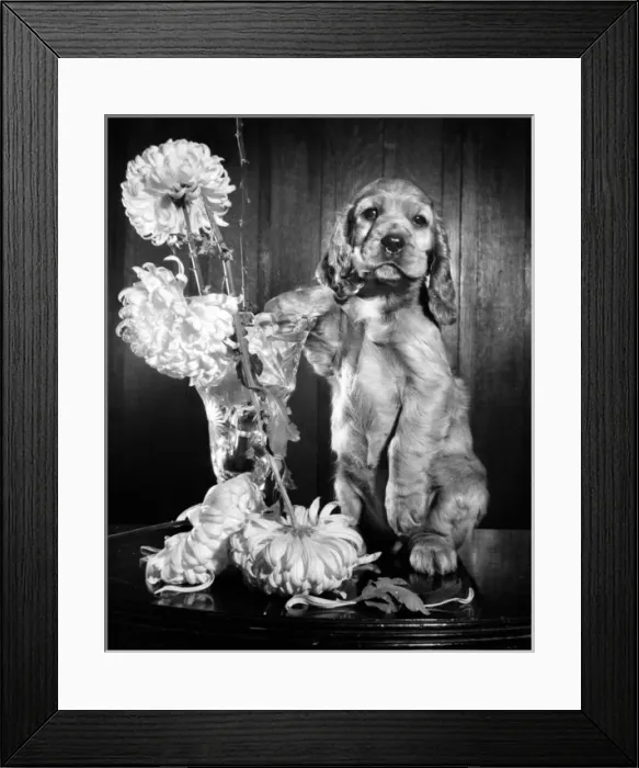 Framed Print : Susi - (insert) Framed Print : Susi - (insert)