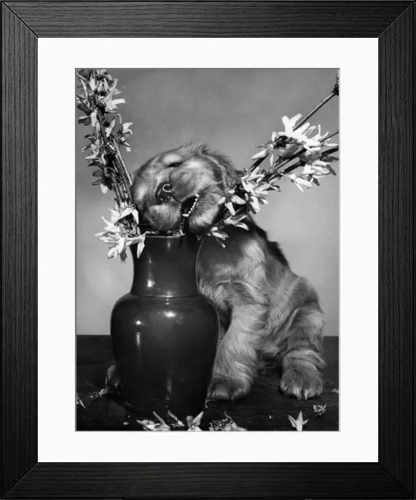 Framed Print : Susi - (insert) Framed Print : Susi - (insert)