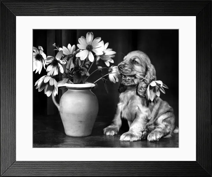 Framed Print : Susi - (insert) Framed Print : Susi - (insert)