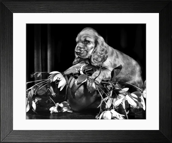 Framed Print : Susi - (insert) Framed Print : Susi - (insert)