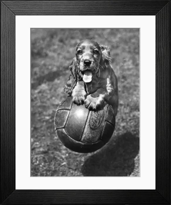 Framed Print : Susi - (insert) Framed Print : Susi - (insert)