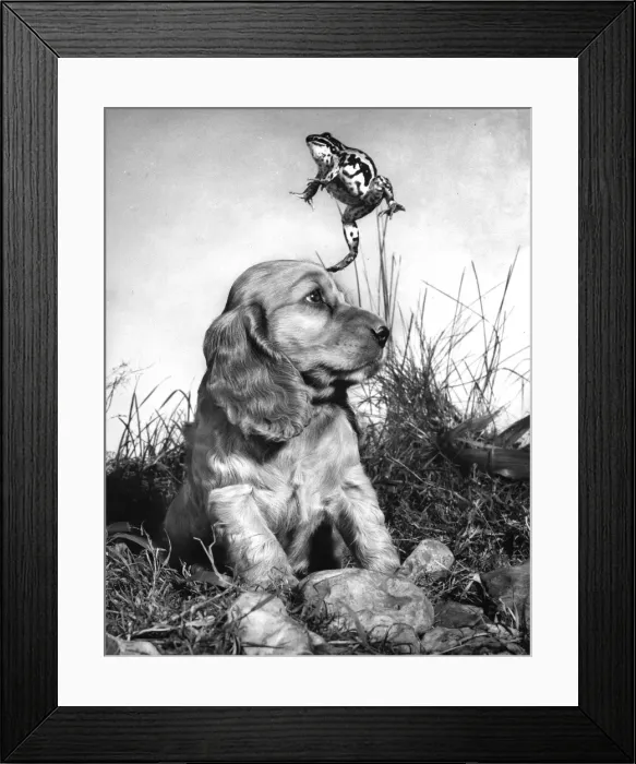 Framed Print : Susi - (insert) Framed Print : Susi - (insert)