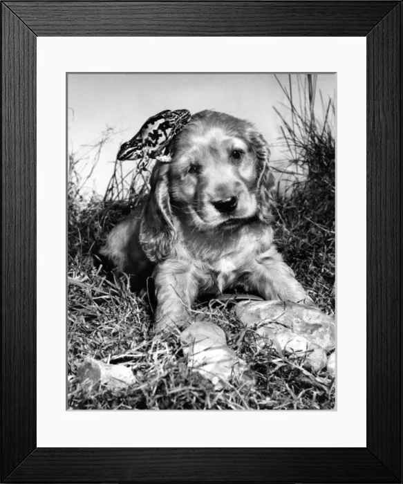 Framed Print : Susi - (insert) Framed Print : Susi - (insert)