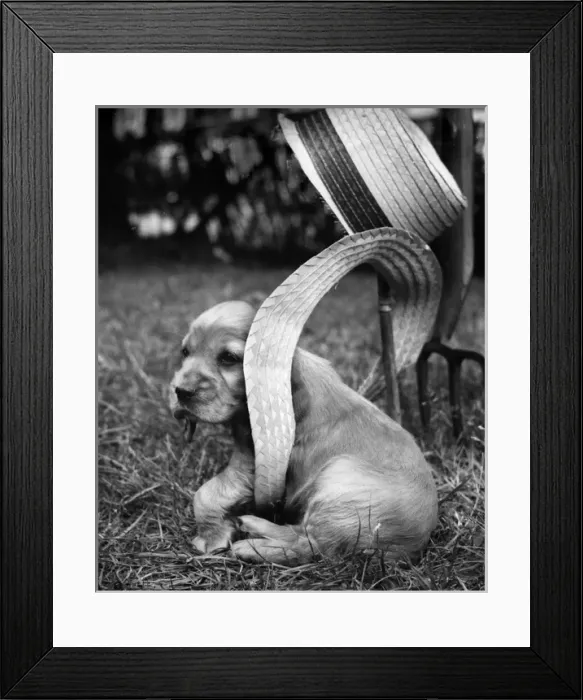 Framed Print : Susi - (insert) Framed Print : Susi - (insert)
