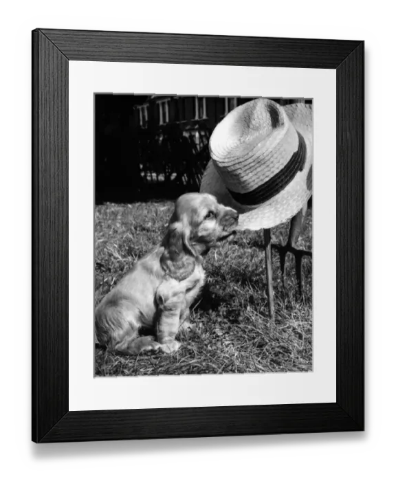 Framed Print : Susi - (insert) Framed Print : Susi - (insert)