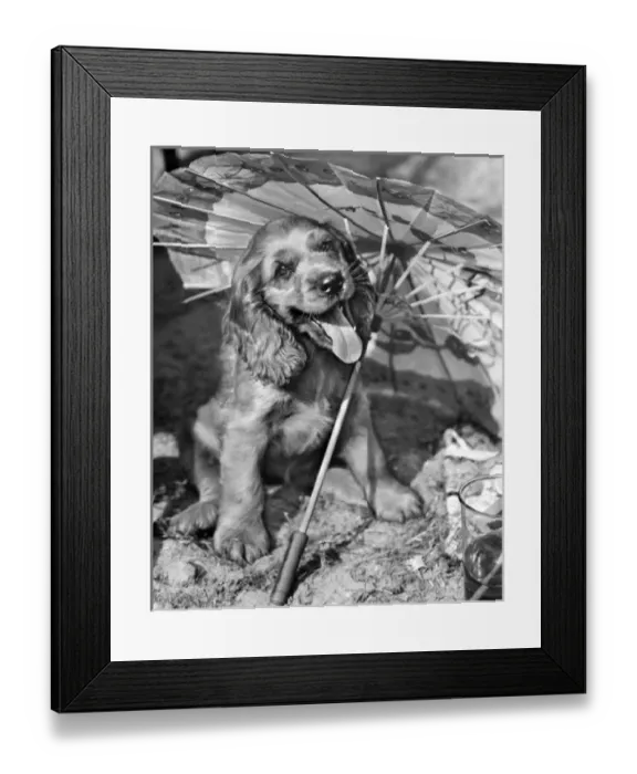 Framed Print : Susi - (insert) Framed Print : Susi - (insert)