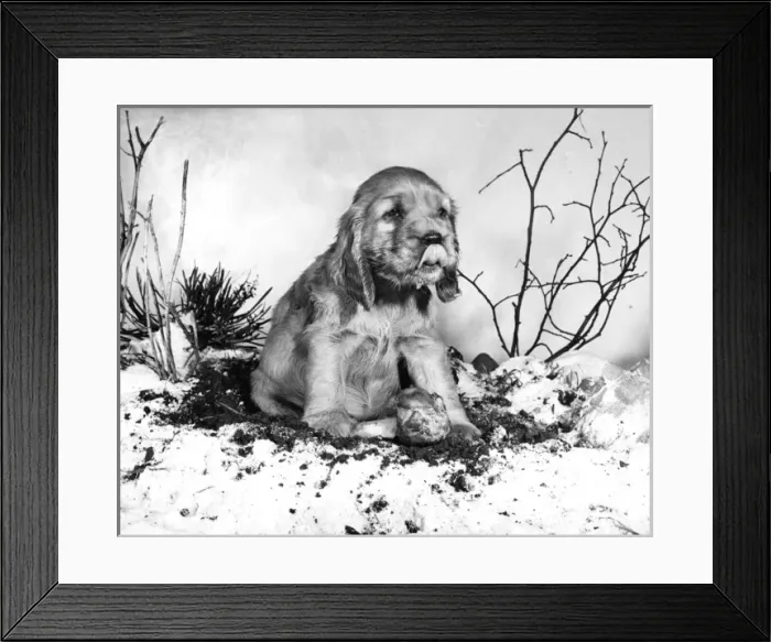 Framed Print : Susi - (insert) Framed Print : Susi - (insert)