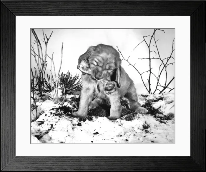 Framed Print : Susi - (insert) Framed Print : Susi - (insert)