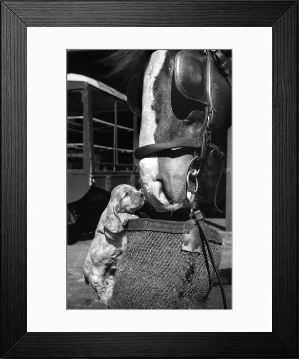 Framed Print : Susi - (insert) Framed Print : Susi - (insert)