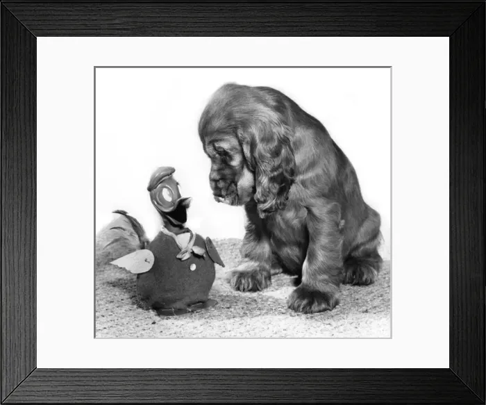 Framed Print : Susi - (insert) Framed Print : Susi - (insert)