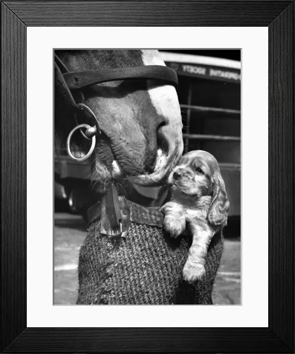 Framed Print : Susi - (insert) Framed Print : Susi - (insert)