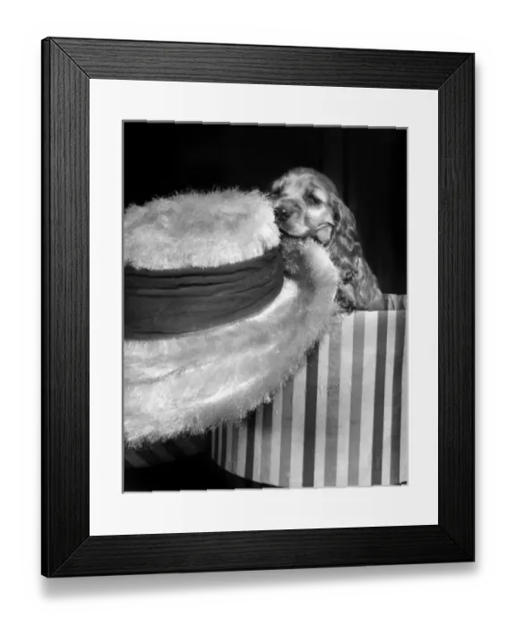 Framed Print : Susi - (insert) Framed Print : Susi - (insert)