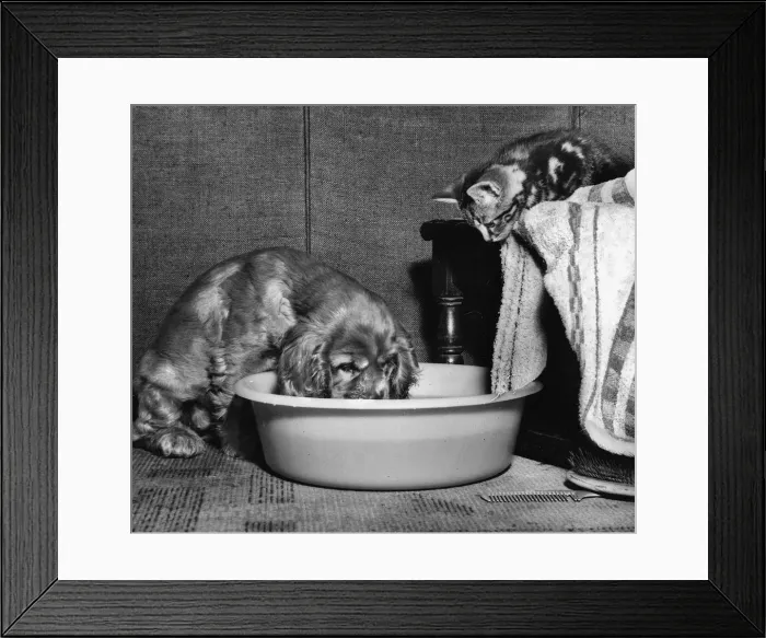Framed Print : Susi - (insert) Framed Print : Susi - (insert)