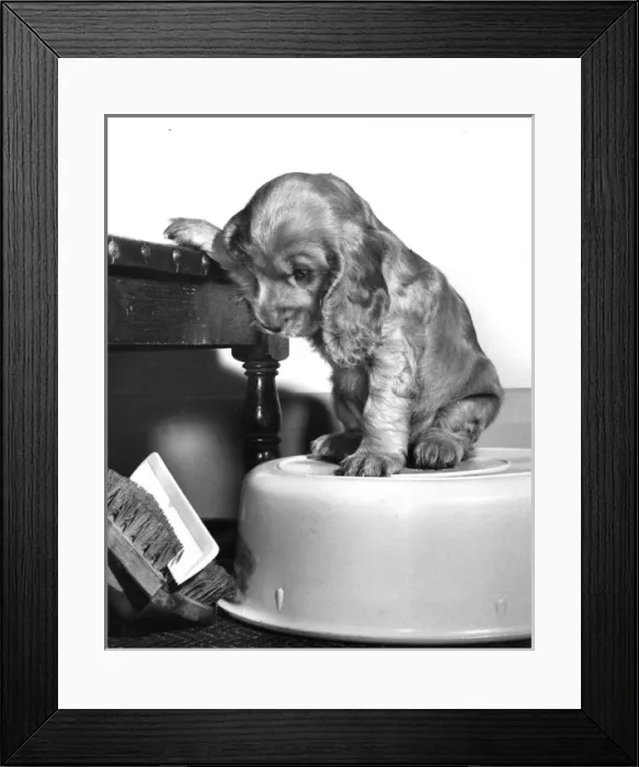 Framed Print : Susi - (insert) Framed Print : Susi - (insert)