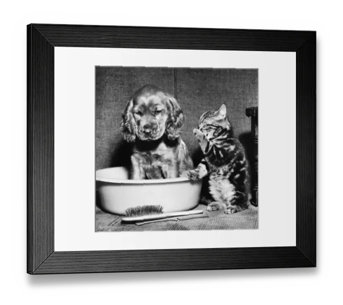 Framed Print : Susi - (insert) Framed Print : Susi - (insert)