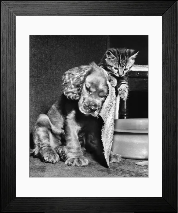 Framed Print : Susi - (insert) Framed Print : Susi - (insert)