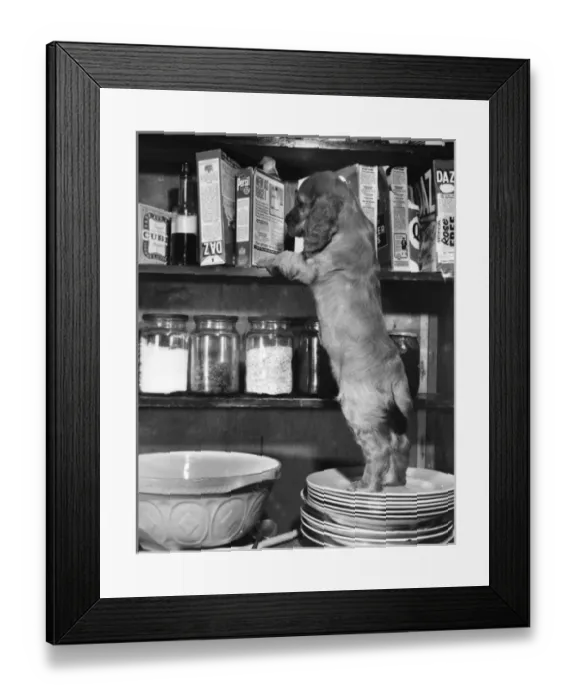 Framed Print : Susi - (insert) Framed Print : Susi - (insert)