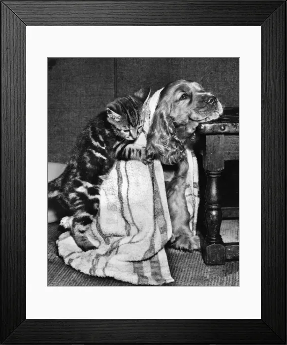 Framed Print : Susi - (insert) Framed Print : Susi - (insert)