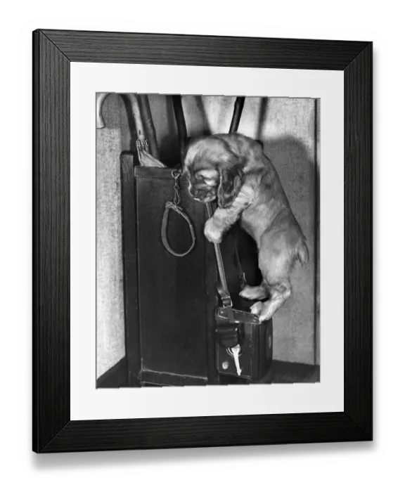 Framed Print : Susi - (insert) Framed Print : Susi - (insert)
