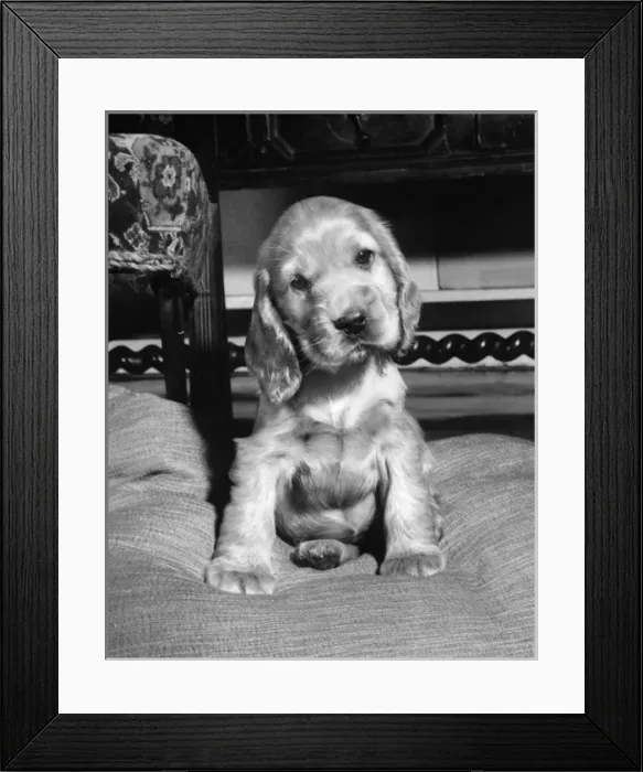 Framed Print : Susi - (insert) Framed Print : Susi - (insert)