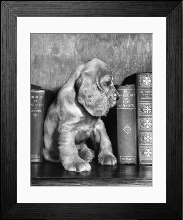 Framed Print : Susi - (insert) Framed Print : Susi - (insert)