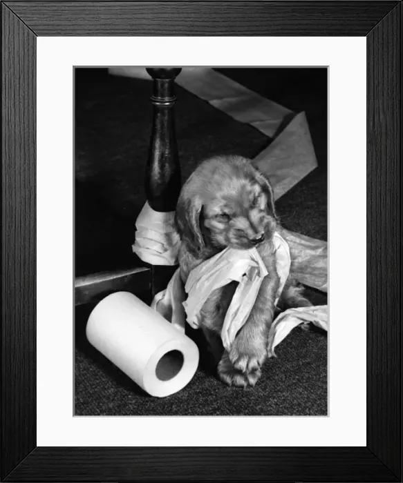 Framed Print : Susi - (insert) Framed Print : Susi - (insert)