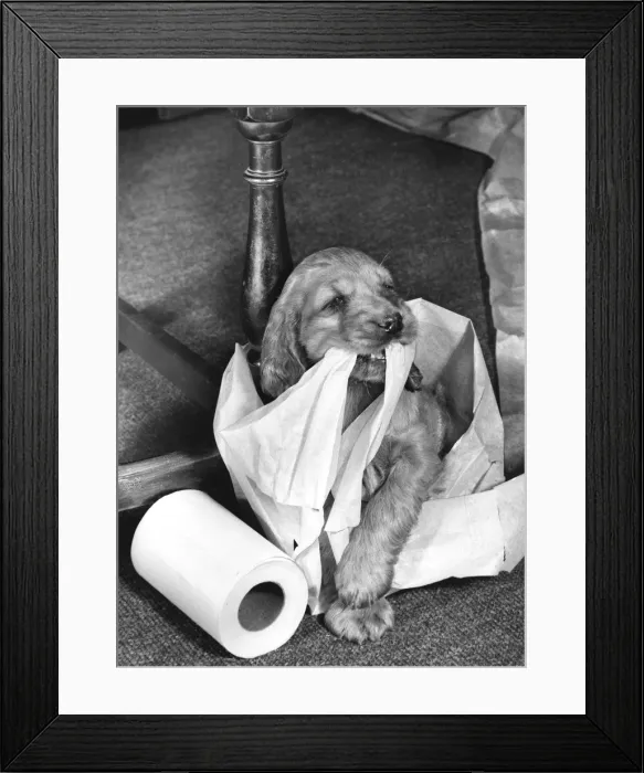 Framed Print : Susi - (insert) Framed Print : Susi - (insert)