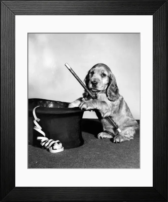 Framed Print : Susi - (insert) Framed Print : Susi - (insert)