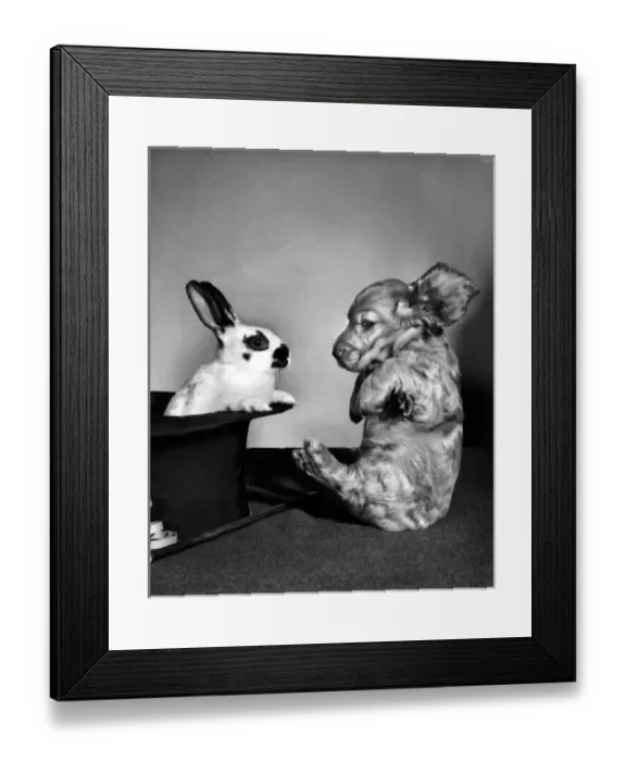 Framed Print : Susi - (insert) Framed Print : Susi - (insert)