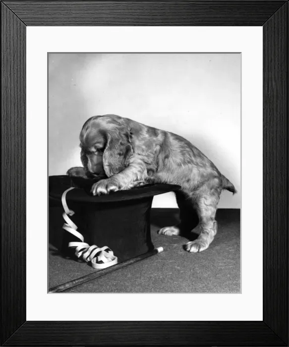 Framed Print : Susi - (insert) Framed Print : Susi - (insert)