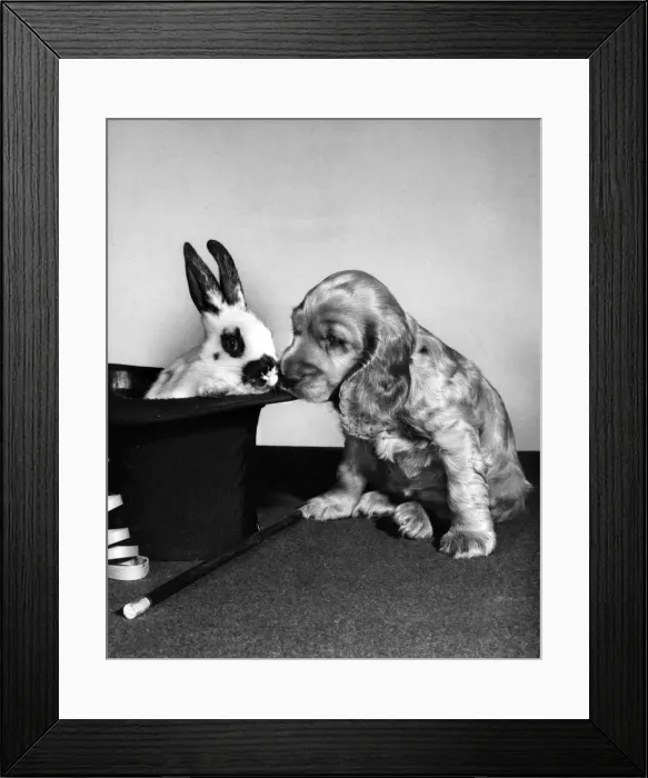 Framed Print : Susi - (insert) Framed Print : Susi - (insert)