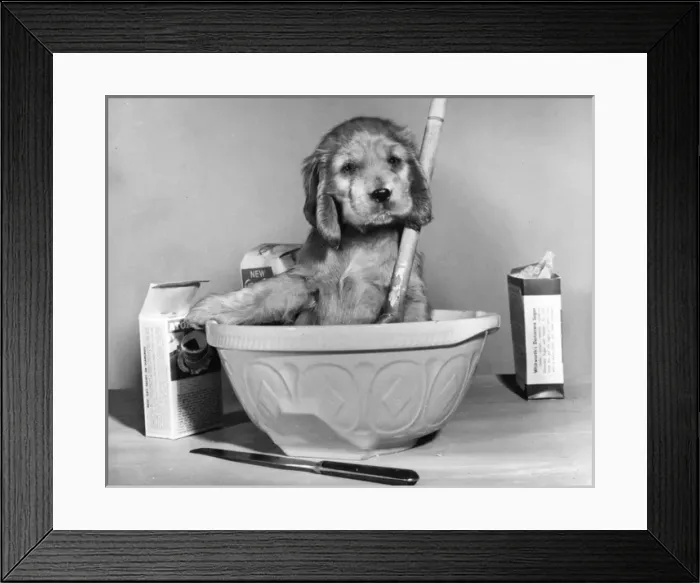 Framed Print : Susi - (insert) Framed Print : Susi - (insert)