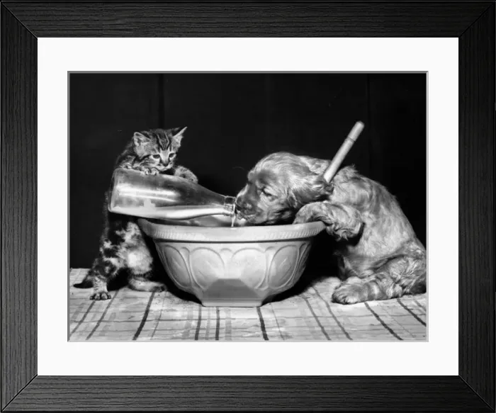 Framed Print : Susi - (insert) Framed Print : Susi - (insert)