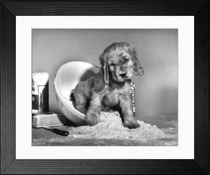 Framed Print : Susi - (insert) Framed Print : Susi - (insert)