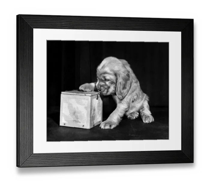 Framed Print : Susi - (insert) Framed Print : Susi - (insert)
