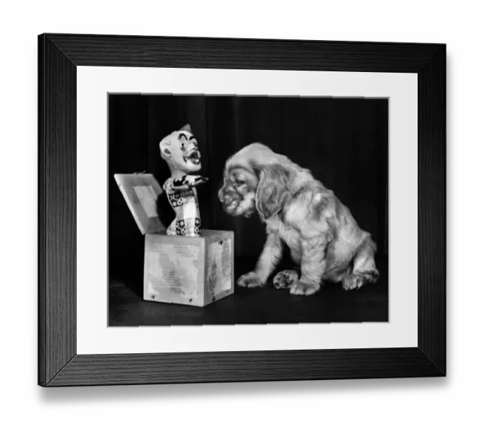 Framed Print : Susi - (insert) Framed Print : Susi - (insert)