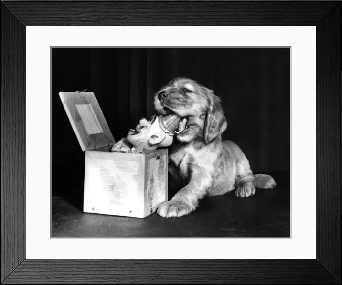 Framed Print : Susi - (insert) Framed Print : Susi - (insert)