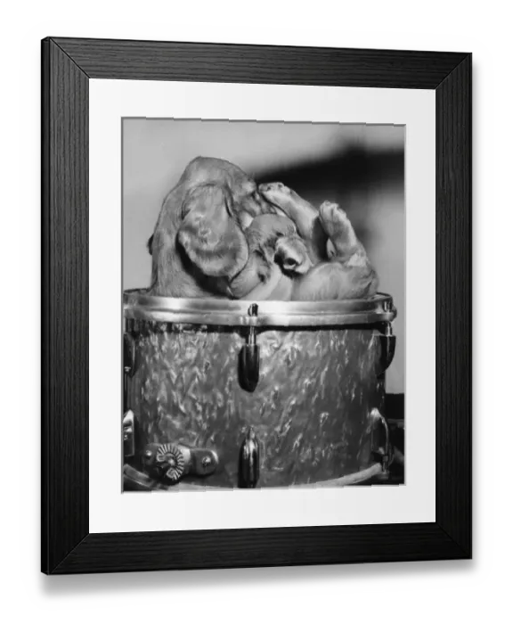 Framed Print : Susi - (insert) Framed Print : Susi - (insert)