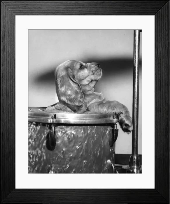 Framed Print : Susi - (insert) Framed Print : Susi - (insert)